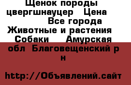 Щенок породы  цвергшнауцер › Цена ­ 30 000 - Все города Животные и растения » Собаки   . Амурская обл.,Благовещенский р-н